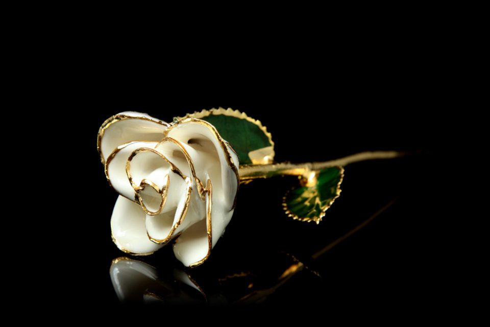 white rose laying down